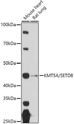 Western Blot: SETD8 Antibody [NBP2-93444] - Western blot analysis of extracts of various cell lines, using (NBP2-93444) at 1:1000 dilution. Secondary antibody: HRP Goat Anti-Rabbit IgG (H+L) at 1:10000 dilution. Lysates/proteins: 25ug per lane. Blocking buffer: 3% nonfat dry milk in TBST. Detection: ECL Basic Kit. Exposure time: 90s.